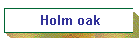 Holm oak