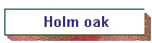 Holm oak