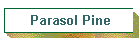 Parasol Pine
