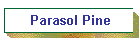 Parasol Pine